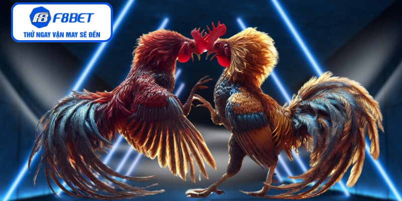 Tìm hiểu sức hút của gà đá Campuchia